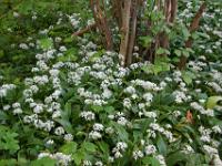 Blütenansammlung vor Strauch